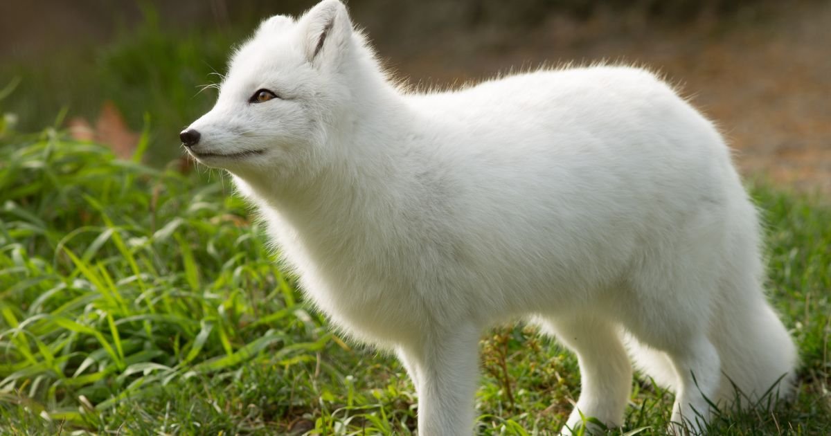 canadian marble fox