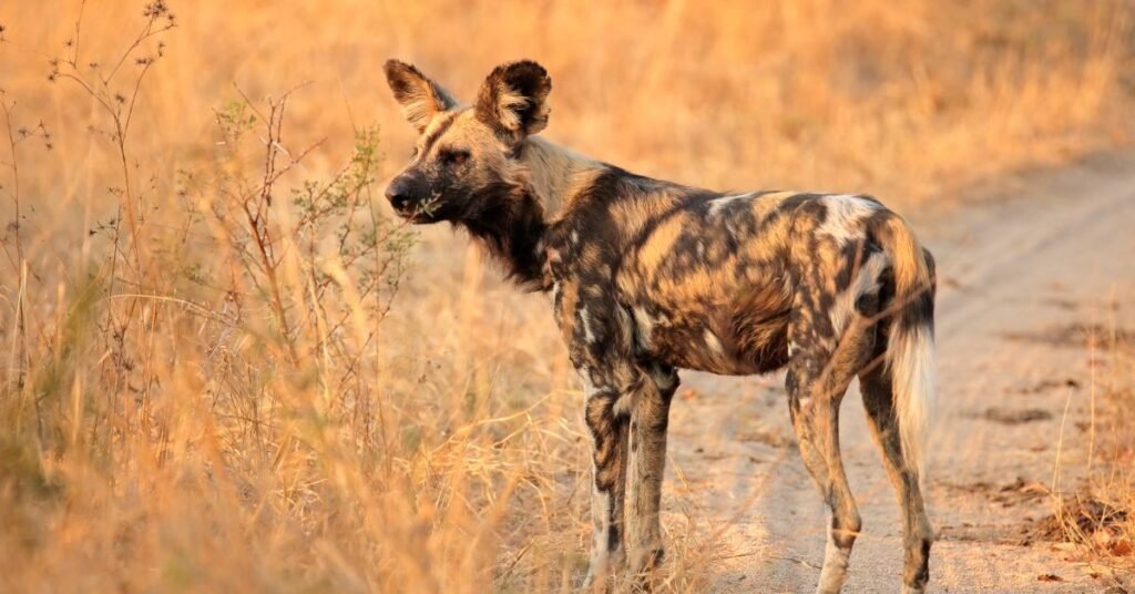 African Wild Dogs Ears for Communication