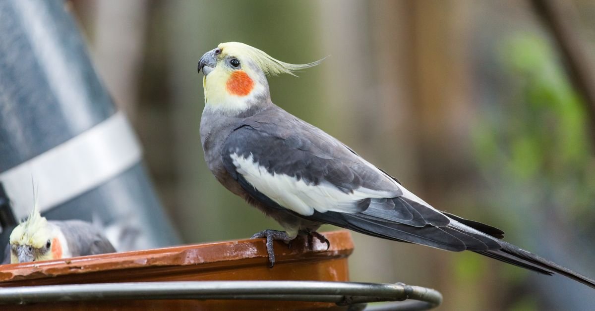 Appearance of White Cockatiel