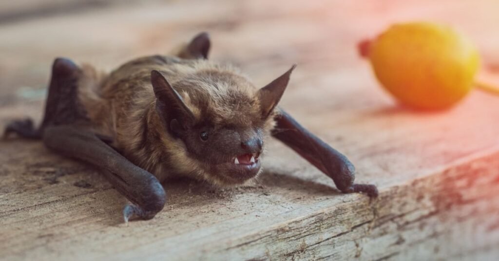  Bats: Masters of Echolocation