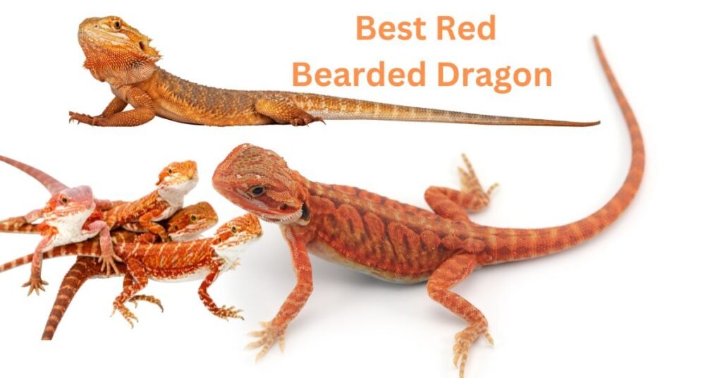 Best Red Bearded Dragon 