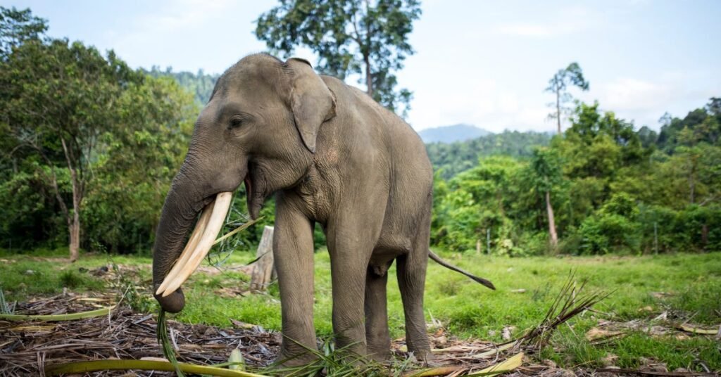 Elephants: The Giants with Giant Ears