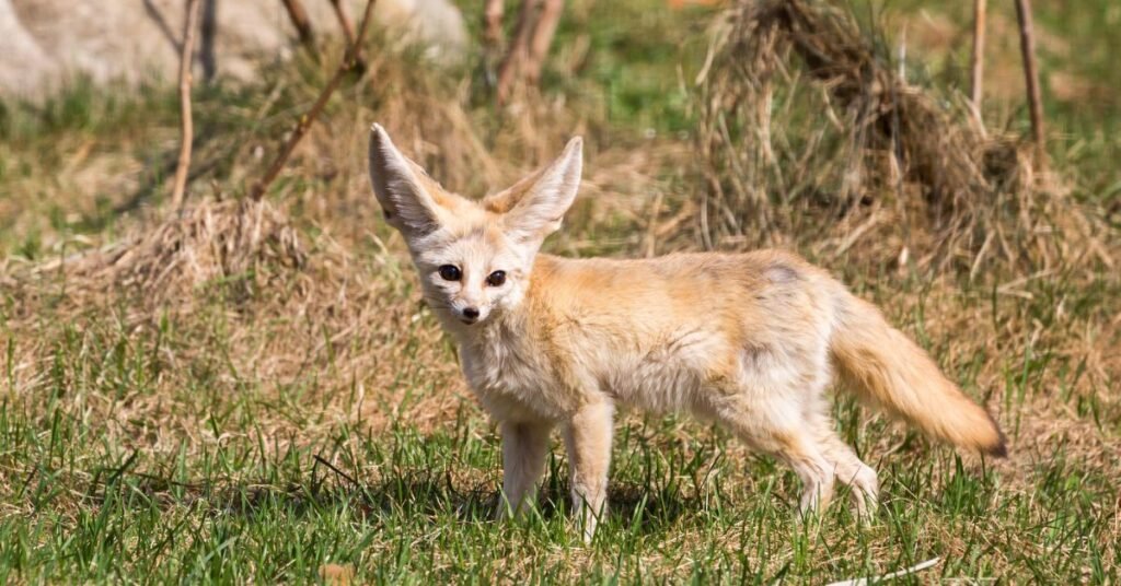 Fennec Foxes: Ears for Extreme Conditions