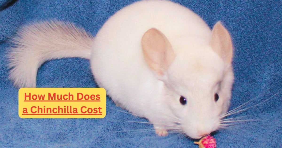 How Much Does a Chinchilla Cost