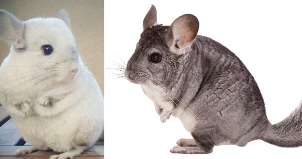 How Much Does a Chinchilla Cost