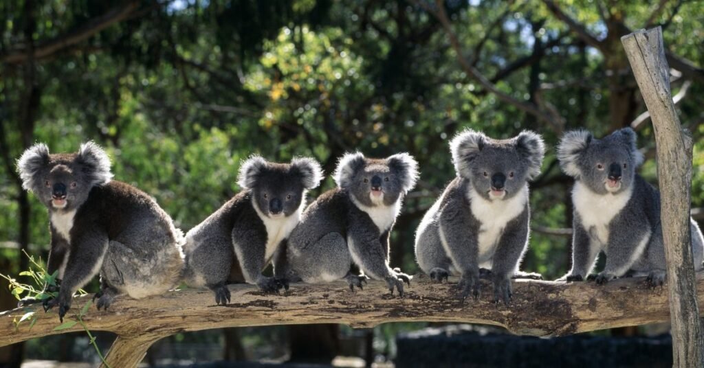Koalas Ears for Survival