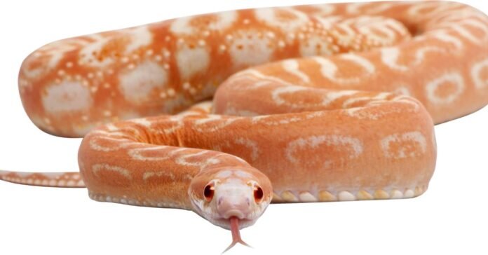 Okeetee Corn Snake