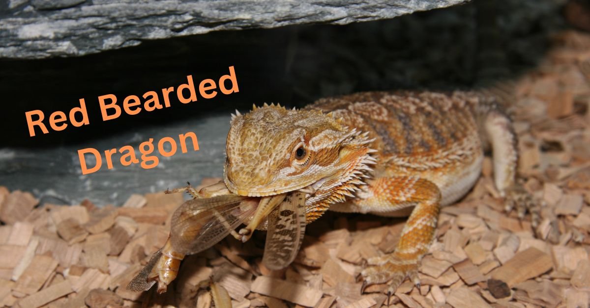 Red Bearded Dragon