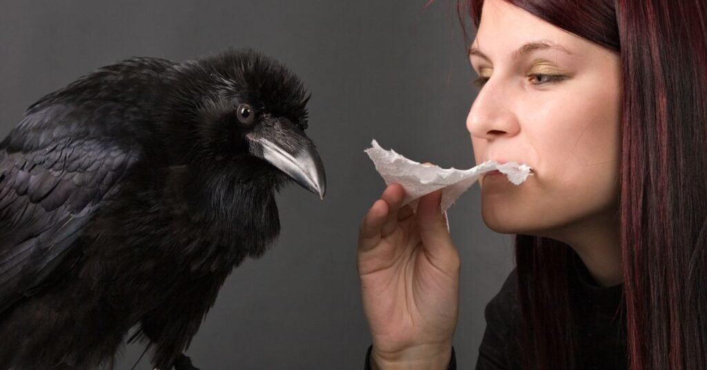 The cons of having an animal raven as a pet