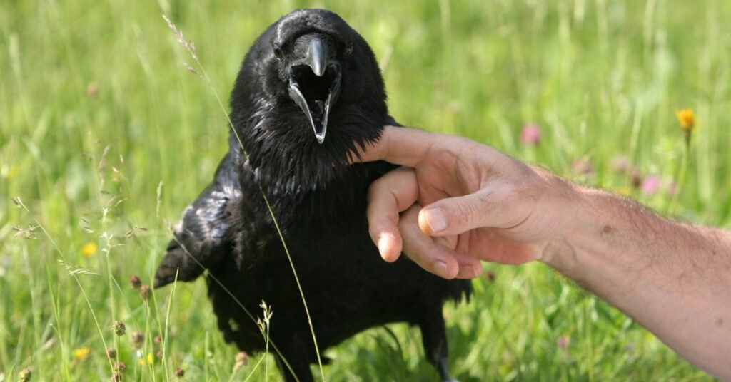 The pros of owning an animal raven as a pet