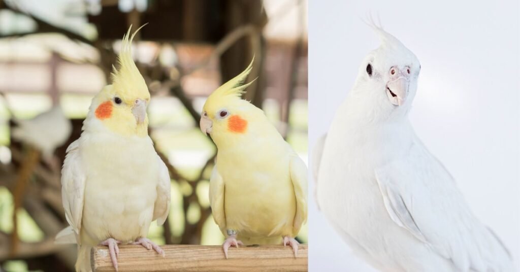 Yellow and white cockatiels Noisy