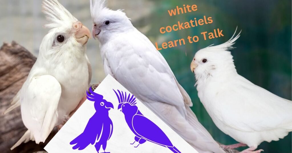 white cockatiels Learn to Talk