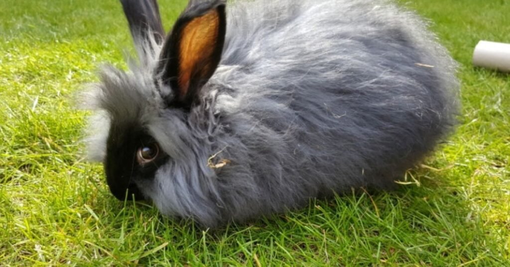 7 Adorable Long Haired Rabbit Breeds