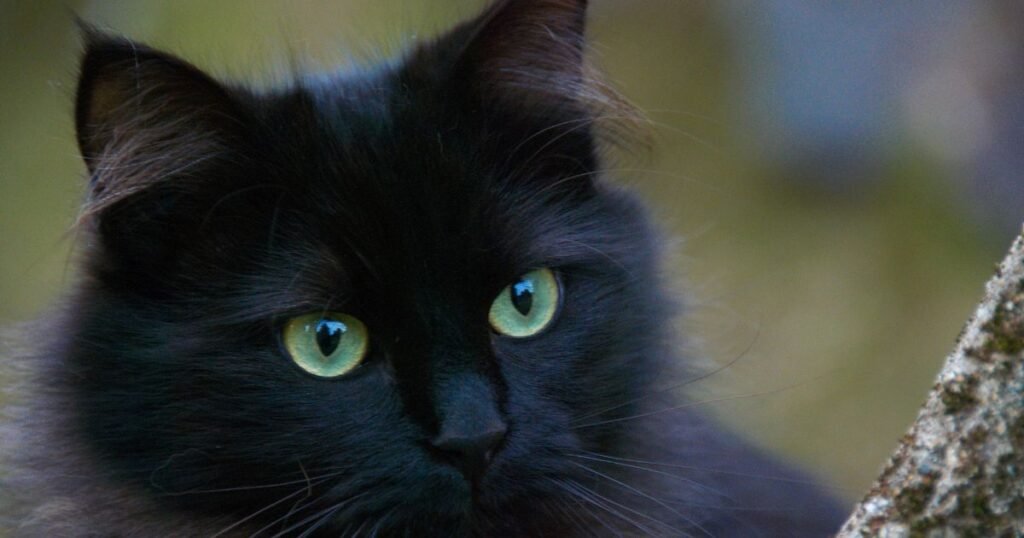 Appreciating the Black Cat Rarity