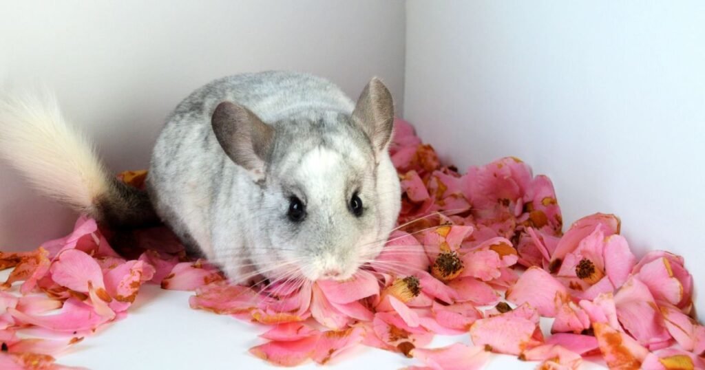 How much does it cost to adopt a chinchilla