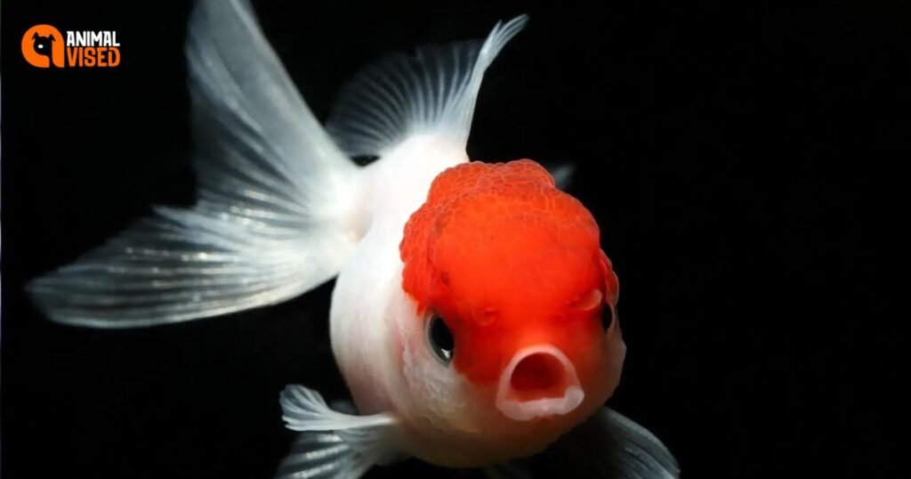 Lion Headed Goldfish is open Mouth
