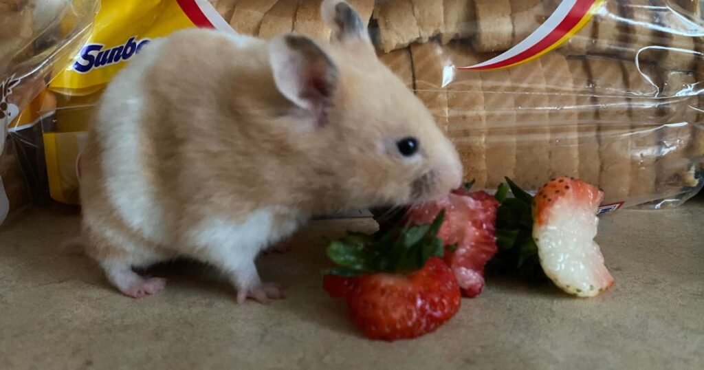 White & Broun hamsters eat Red strawberries