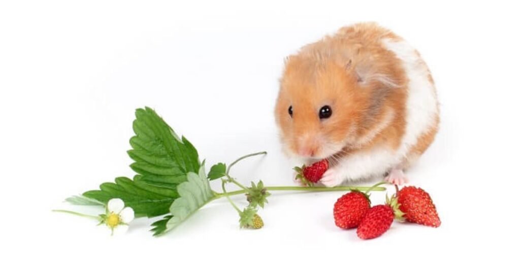 White & Broun hamsters eat strawberries