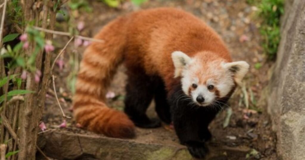 best panda ferret