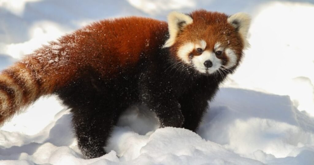best panda ferret Snow