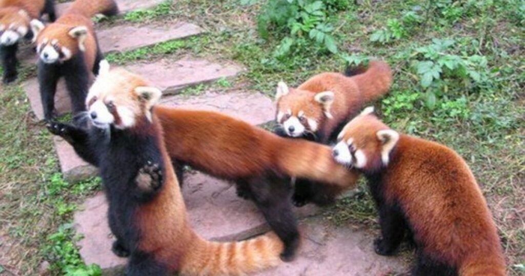 best panda ferret happy