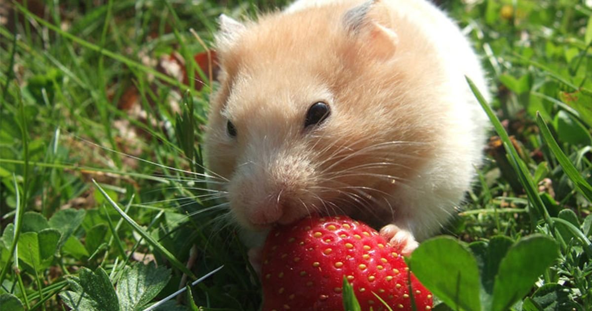 hamsters eat strawberries