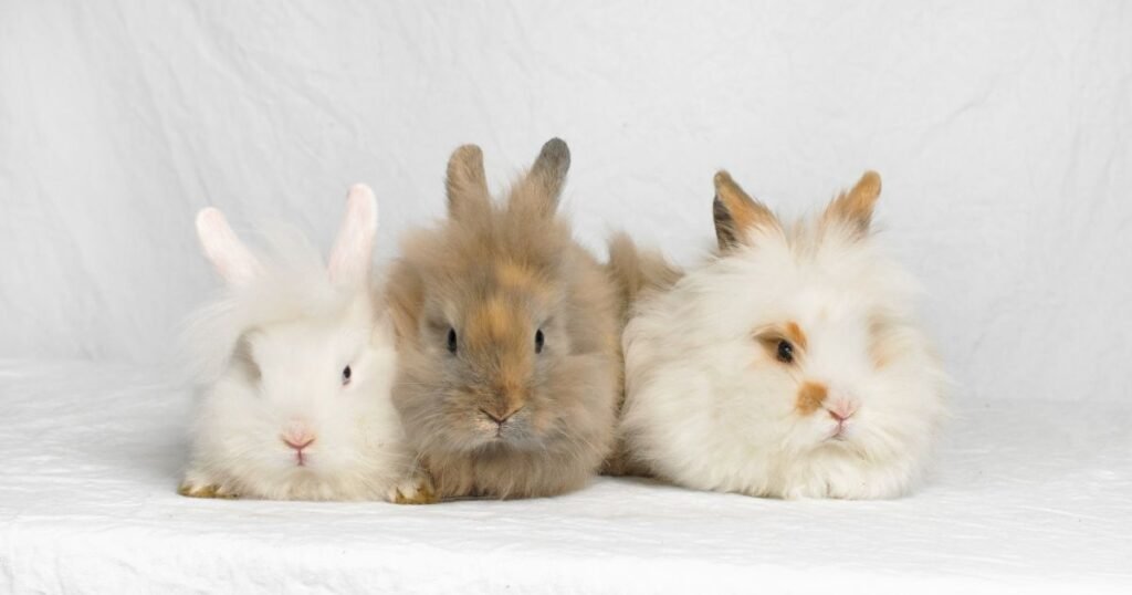long haired bunnies