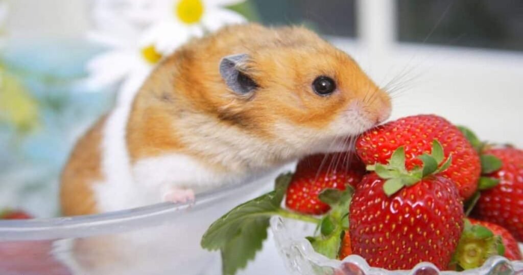 new hamsters eat strawberries