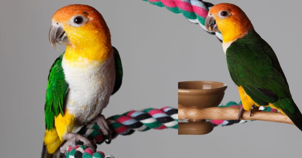 2 caique white belly sit Rope