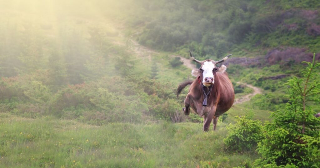 Brown Cow Run Jumped