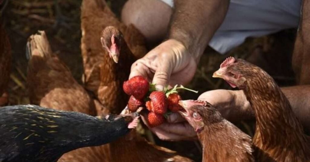 Can Chickens Eat Strawberries