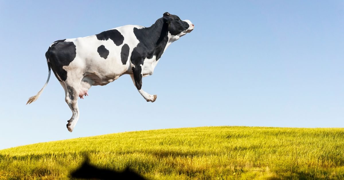 Cow Run & Jumped