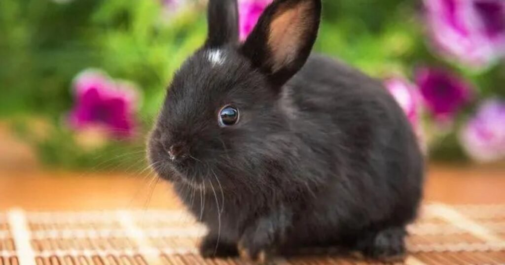 Cute Black Rabbits