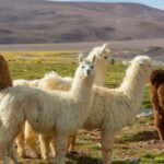 Do llamas require a lot of care