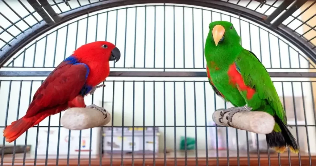 Eclectus Parrot in cage cheetahok