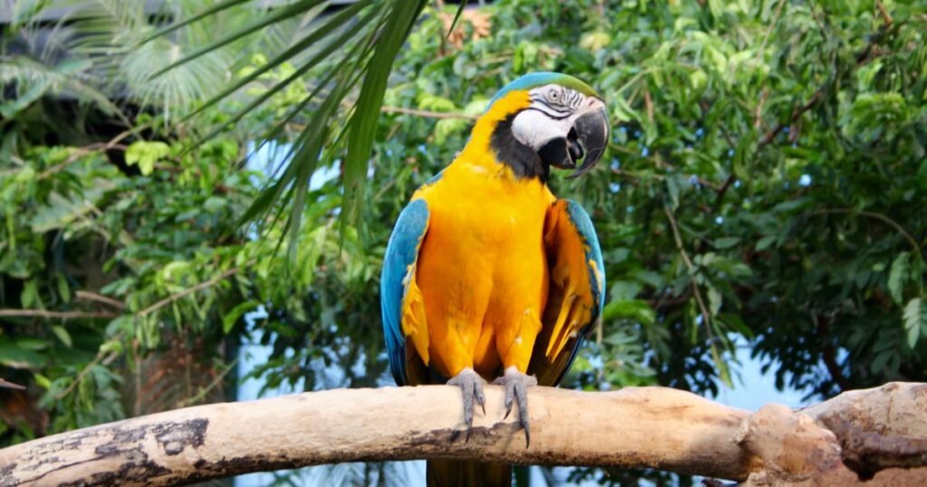 Factors Affecting the Price of Parrots