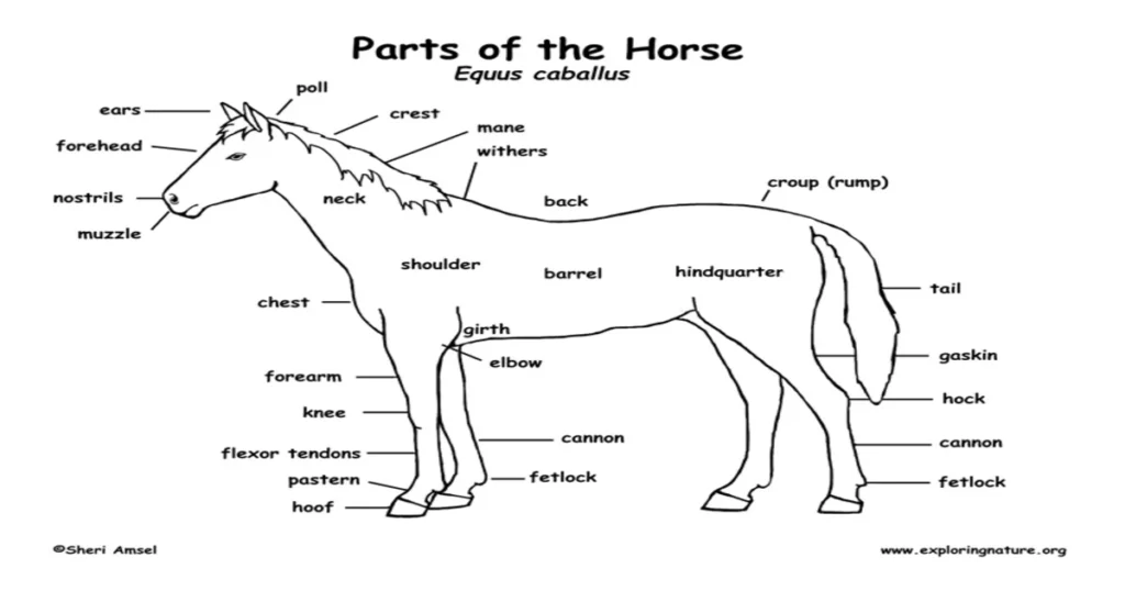 Horse Anatomy Diagram Parts Animal Horses Body