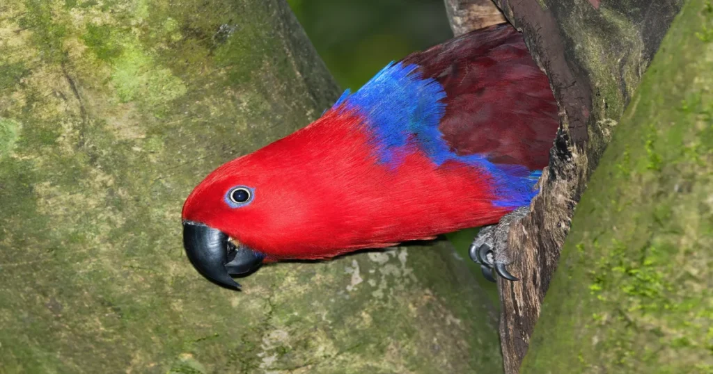 How Much Do They Cost Eclectus Parrot Cost