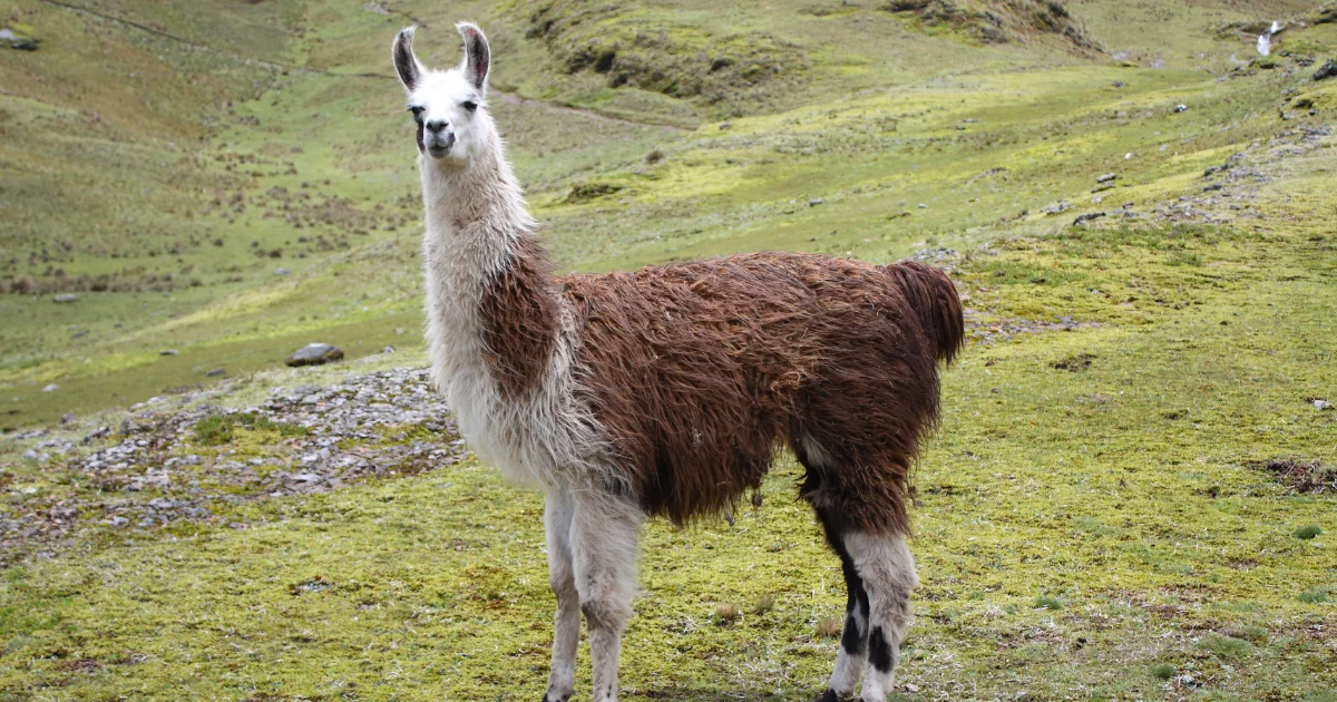How Much Does a Llama Cost