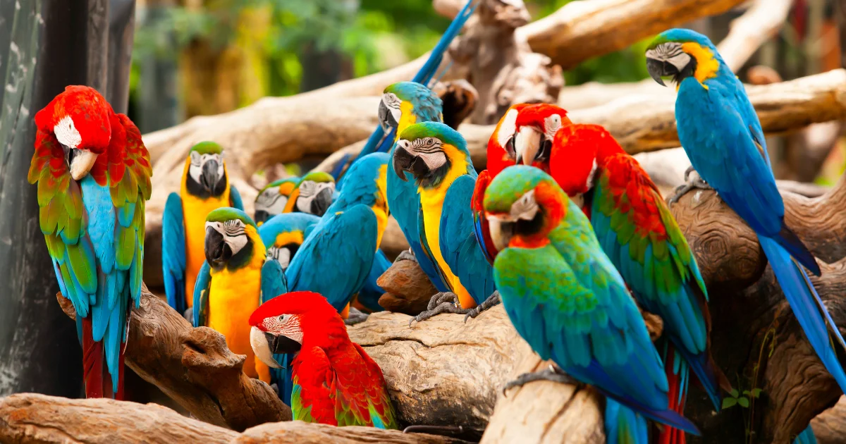 How Much are Parrots Cost? (2023 Price Guide) | Animal Vised