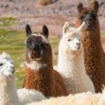 How much space do llamas need