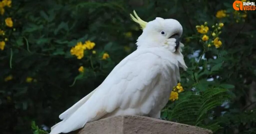 Large Cockatoo side view