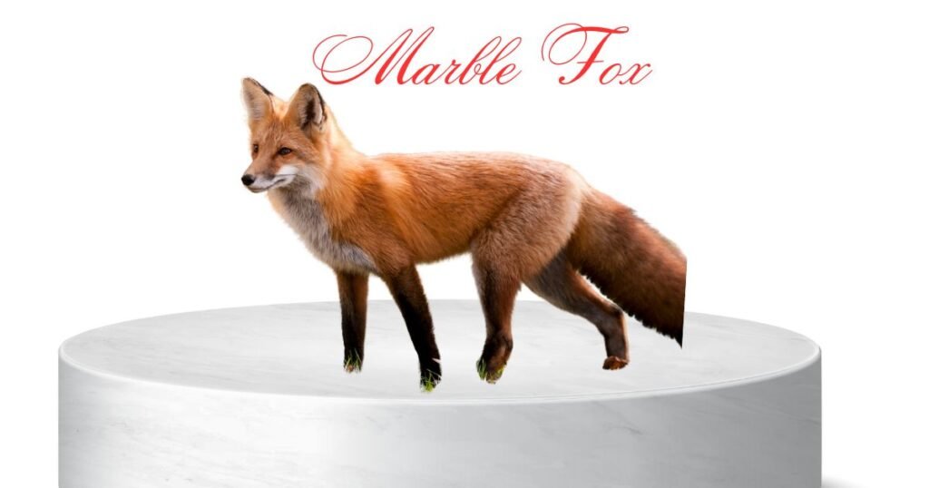 Marble Fox
