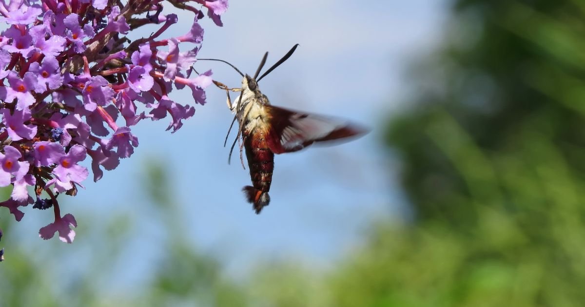 Moths Pollinators