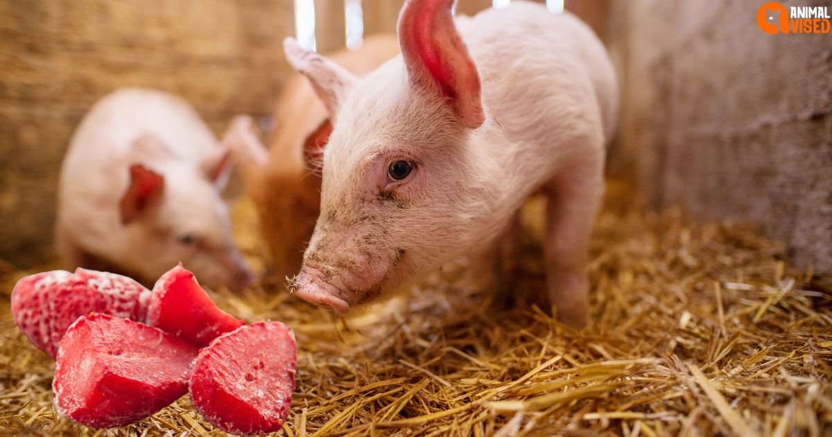 Pigs eat Strawberries
