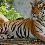 The Significance of International Tiger Day