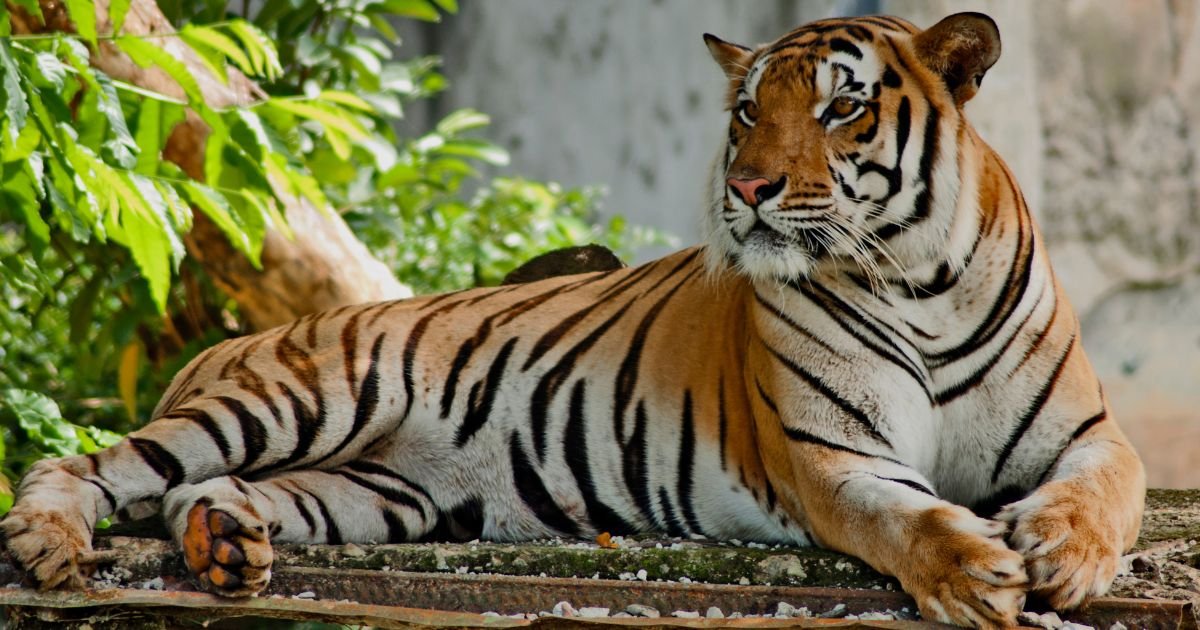 The Significance of International Tiger Day