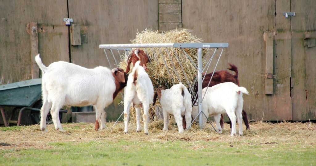 White & Brown goat hay eat feeder