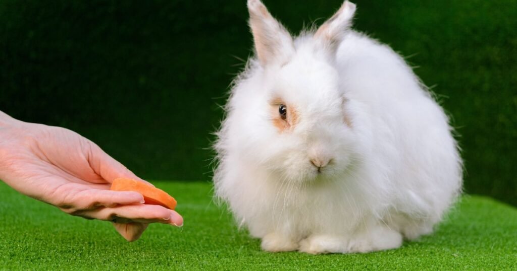 White German Angora Rabbit Eat Carrot