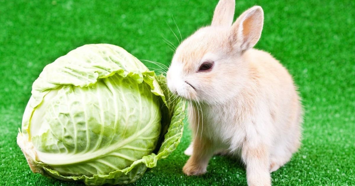 White rabbits eat cabbage